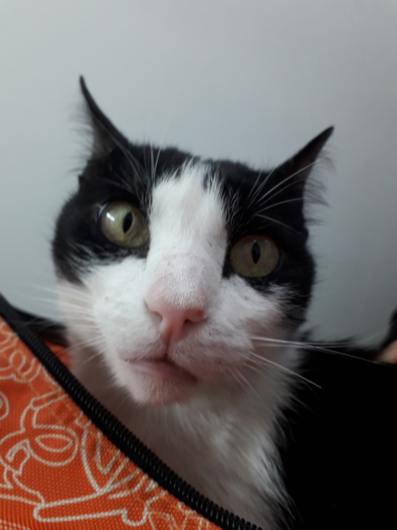 Paciente felino atendido en Veterinaria Murani